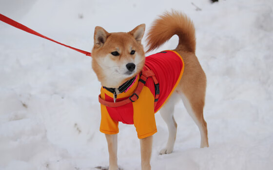 湖滨赛道上，运动员尽展风采，xs贵还是x贵