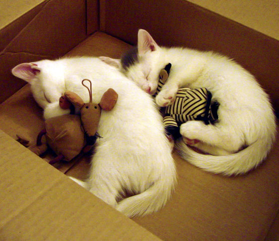 职业球员技术环节缺乏高仿真训练模拟，职业球队训练方式